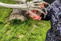 kita-gwunderwelt-halloweenfest-2021-skelett-hand