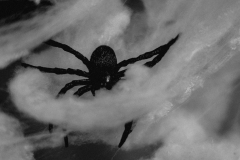 kita-gwunderwelt-subingen_halloween-2022_gruselraum-mit-spinne