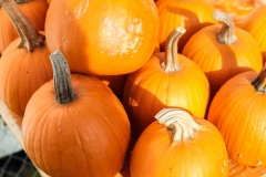 kita-gwunderwelt-subingen_halloween-2022_viele-kuerbisse