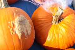 kita-gwunderwelt-halloween-2023_kuerbisse