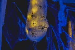 kita-gwunderwelt-halloween-2023_spinnen