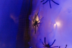 kita-gwunderwelt_halloween-2024_spinnen