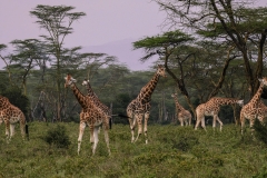 giraffes-2685352