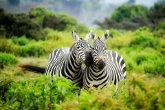 kenya-1883654