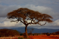 safari-16949