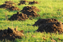 molehill-231386
