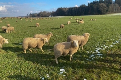 spazieren-im-winter-entdeckt-man-schoene-sachen-kita-gwunderwelt